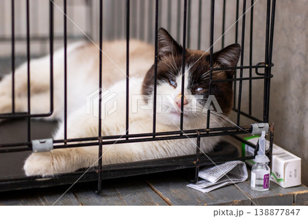 Siamese mix cat resting in cage medical corner with clinic supplies and quiet recovery pose 138877847