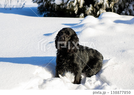 Dog in snow. Energetic dog with shining coat and visible breath in wintery outdoor scenery 138877850
