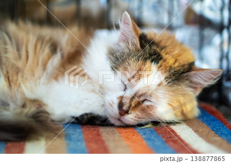 Serene calico feline with white and ginger fur resting peacefully on cozy bedding inside 138877865