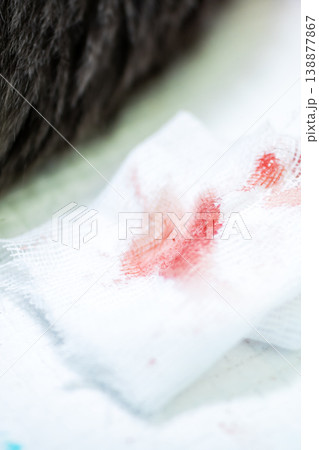 Pet injury treatment. Rapid response to pet wounds with bleeding and signs of recent trauma Pet injury treatment. Rapid response to pet wounds with bleeding and signs of recent trauma 138877867