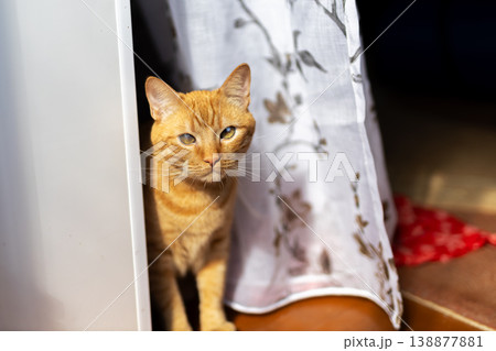 Friendly pet exploring bright room. Caring animal exhibits curiosity in sunlit floral setting Friendly pet exploring bright room. Caring animal exhibits curiosity in sunlit floral setting 138877881