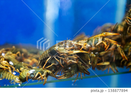 Collection of live crayfish pressed against glass in waterfilled tank under market lighting Collection of live crayfish pressed against glass in waterfilled tank under market lighting 138877894