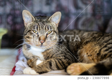Calm feline companion rests gently amidst plush blankets in tranquil home environment 138877898
