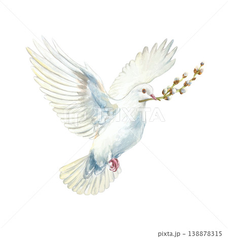 White flying dove with a willow branch in its beak. Hand drawn watercolor religious illustration isolated for card and invitation design for Easter, Palm Sunday, First Communion and Baptism. White flying dove with a willow branch in its beak. Hand drawn watercolor religious illustration isolated for card and invitation design for Easter, Palm Sunday, First Communion and Baptism. 138878315