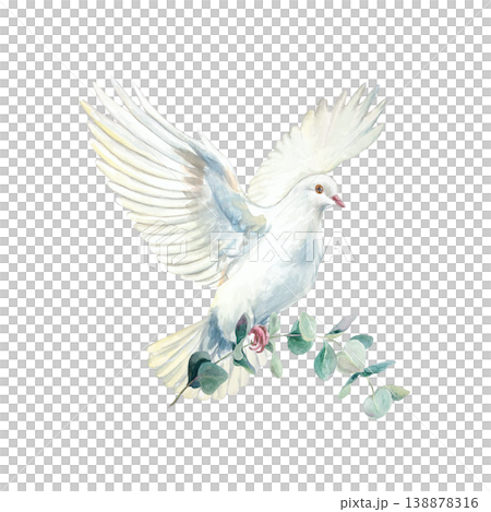 Flying white dove with a green eucalyptus branch. Purity and faith. Hand drawn watercolor illustration, isolated. For designing cards and invitations for first communions, baptisms and weddings. Flying white dove with a green eucalyptus branch. Purity and faith. Hand drawn watercolor illustration, isolated. For designing cards and invitations for first communions, baptisms and weddings. 138878316