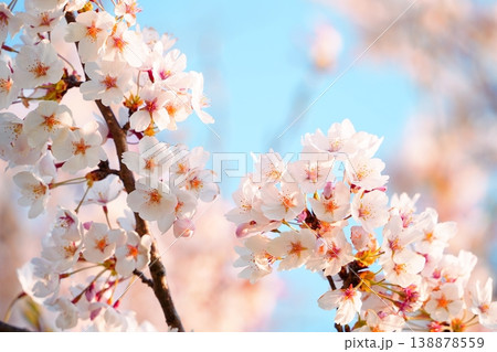 空の青に映える桜 138878559