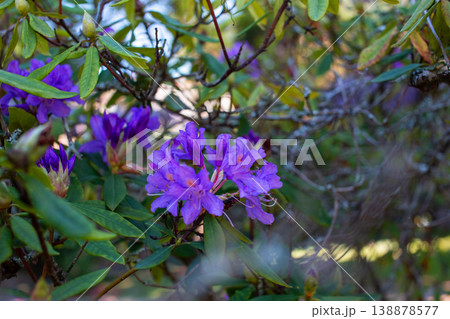 Rhododendron Flowers Blooming in Garden Closeup Spring Season Rhododendron Flowers Blooming in Garden Closeup Spring Season 138878577