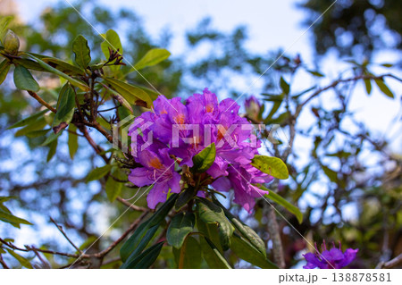 Bright Rhododendron Flower Bloom in Garden Nature Macro Bright Rhododendron Flower Bloom in Garden Nature Macro 138878581