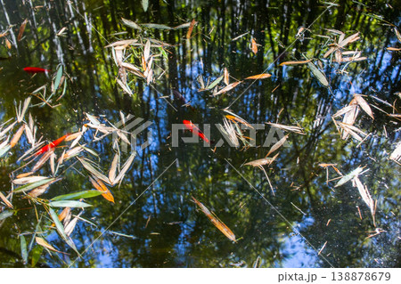 Red Fish Swimming Among Bamboo Leaves in Reflective Pond Water Red Fish Swimming Among Bamboo Leaves in Reflective Pond Water 138878679