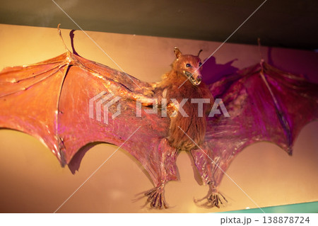 Taxidermy Bat Specimen with Spread Wings 138878724