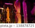 Preserved Lizard and Squid Specimens in Jars with Purple Light 138878725