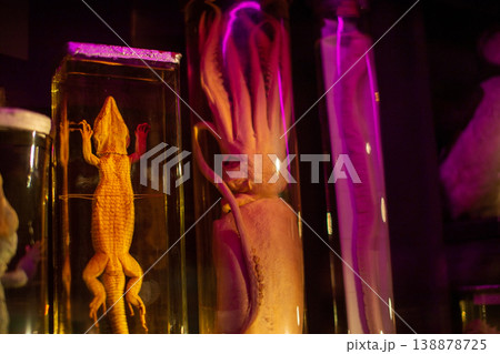 Preserved Lizard and Squid Specimens in Jars with Purple Light 138878725