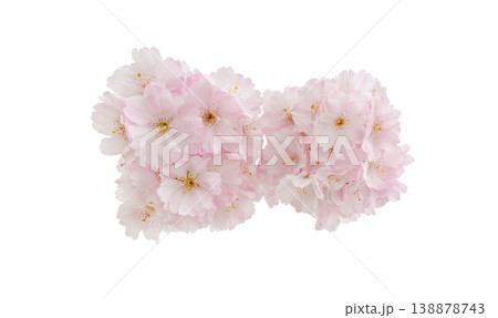 Two cherry blossom clusters isolated on clean background, soft pink sakura floral composition Two cherry blossom clusters isolated on clean background, soft pink sakura floral composition 138878743
