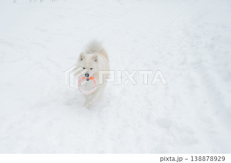 A Samoyed dog plays with a puller on a winter walk. A Samoyed dog plays with a puller on a winter walk. 138878929