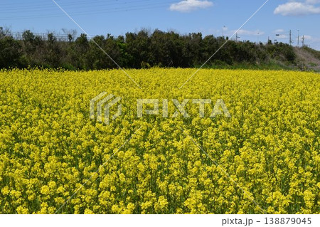 菜の花 春景色 菜の花 春景色 138879045