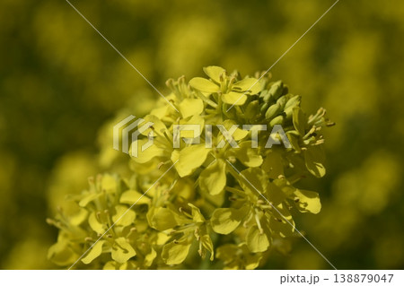 菜の花 春景色 菜の花 春景色 138879047