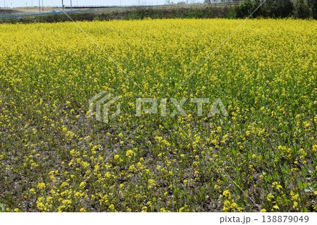 菜の花 春景色 菜の花 春景色 138879049