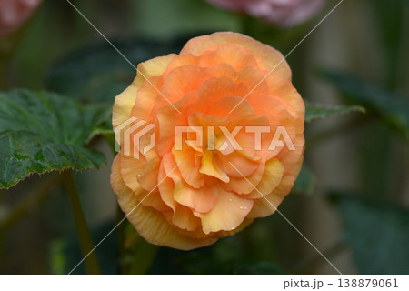 ベゴニア 138879061