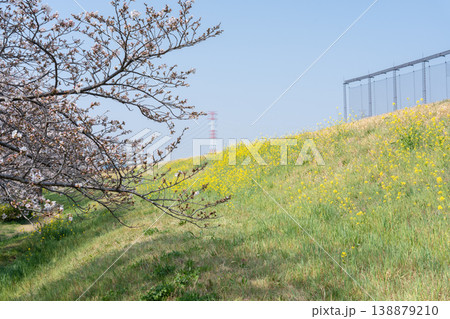におどり公園の春<千葉県流山市> におどり公園の春<千葉県流山市> 138879210