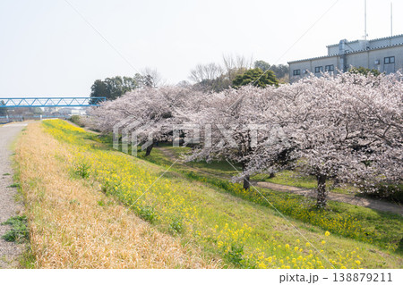 におどり公園の春<千葉県流山市> におどり公園の春<千葉県流山市> 138879211