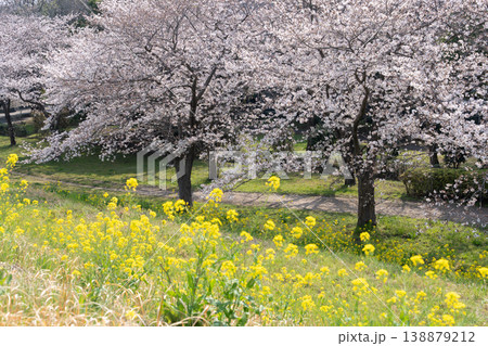 におどり公園の春＜千葉県流山市＞ 138879212
