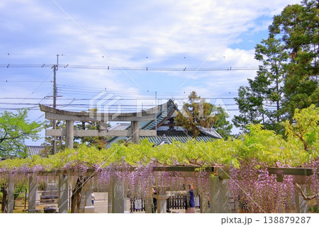 滋賀県草津市 藤の名所 三大神社 惣社神社 志那神社 滋賀県草津市 藤の名所 三大神社 惣社神社 志那神社 138879287