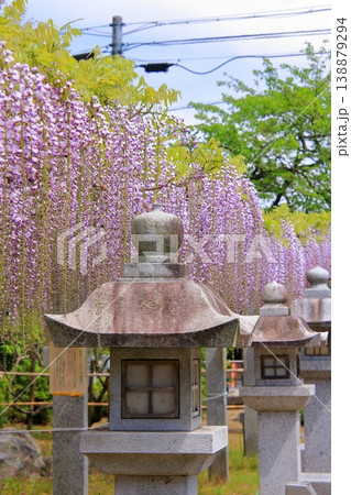 滋賀県草津市 藤の名所 三大神社 惣社神社 志那神社 滋賀県草津市 藤の名所 三大神社 惣社神社 志那神社 138879294