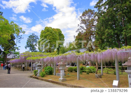 滋賀県草津市 藤の名所 三大神社 惣社神社 志那神社 滋賀県草津市 藤の名所 三大神社 惣社神社 志那神社 138879296