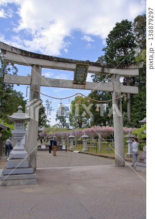 滋賀県草津市 藤の名所 三大神社 惣社神社 志那神社 滋賀県草津市 藤の名所 三大神社 惣社神社 志那神社 138879297