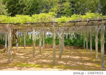 滋賀県草津市 藤の名所 三大神社 惣社神社 志那神社 滋賀県草津市 藤の名所 三大神社 惣社神社 志那神社 138879315