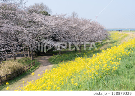 におどり公園の春＜千葉県流山市＞ 138879329
