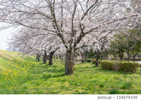 におどり公園の春<千葉県流山市> におどり公園の春<千葉県流山市> 138879330