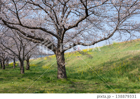 におどり公園の春＜千葉県流山市＞ 138879331