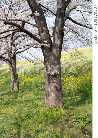 におどり公園の春＜千葉県流山市＞ 138879337