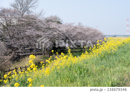 におどり公園の春＜千葉県流山市＞ 138879346
