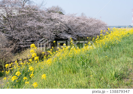 におどり公園の春<千葉県流山市> におどり公園の春<千葉県流山市> 138879347