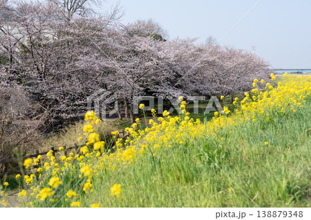 におどり公園の春＜千葉県流山市＞ 138879348