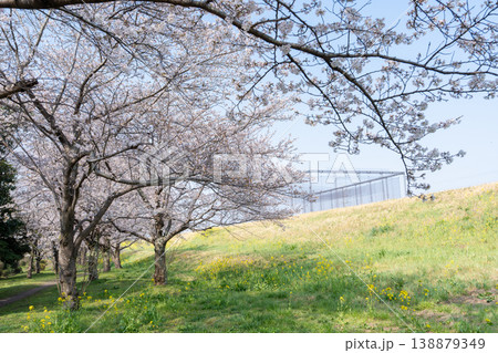 におどり公園の春＜千葉県流山市＞ 138879349