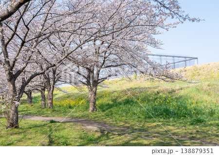 におどり公園の春＜千葉県流山市＞ 138879351