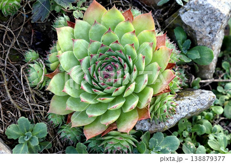 Close-up of a Semmpervivum succulent with green leaves and red tips on an alpine rockery Close-up of a Semmpervivum succulent with green leaves and red tips on an alpine rockery 138879377