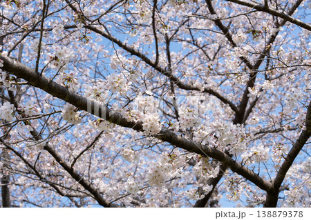におどり公園の桜<千葉県流山市> におどり公園の桜<千葉県流山市> 138879378