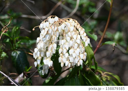 六甲の山で見られた白色の壺状の花の円錐花序が綺麗ですが有毒植物のアセビ 138879385