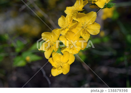 ヤマブキ 138879398