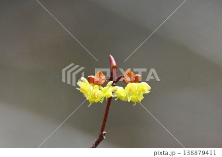 六甲の山で見られた冬芽の下に左右並んで咲く黄色の花の花序が綺麗なアブラチャン 138879411