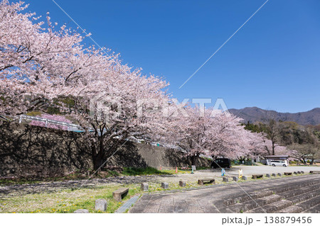 春の小野上温泉公園 春の小野上温泉公園 138879456