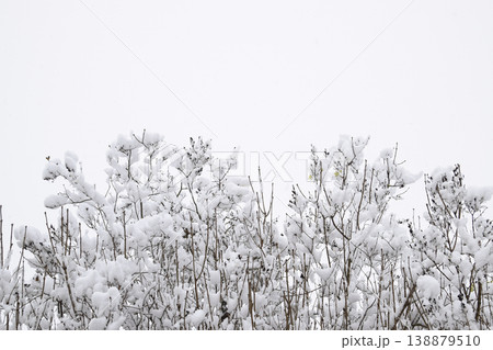 Snow on the tree branches. Winter View of trees covered with snow. The severity of the branches under the snow. Snowfall in nature Snow on the tree branches. Winter View of trees covered with snow. The severity of the branches under the snow. Snowfall in nature 138879510
