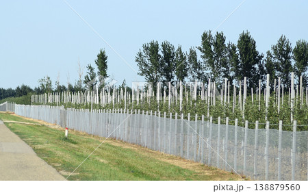 Young apple orchard 138879560