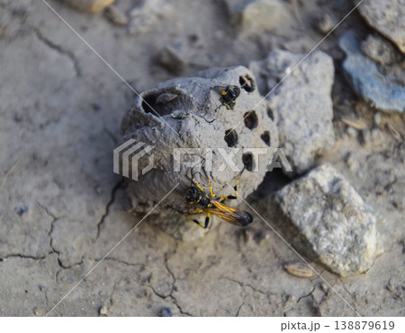 Break a hornet's nest of clay. Nests of clay belonging wasp. Clay camera in the nest and store food for larvae of them. The socket has input and ventillyatsionnye openings 138879619