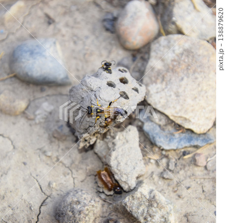 Break a hornet's nest of clay. Nests of clay belonging wasp. Clay camera in the nest and store food for larvae of them. The socket has input and ventillyatsionnye openings Break a hornet's nest of clay. Nests of clay belonging wasp. Clay camera in the nest and store food for larvae of them. The socket has input and ventillyatsionnye openings 138879620