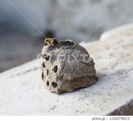 Break a hornet's nest of clay. Nests of clay belonging wasp. Clay camera in the nest and store food for larvae of them. The socket has input and ventillyatsionnye openings 138879623